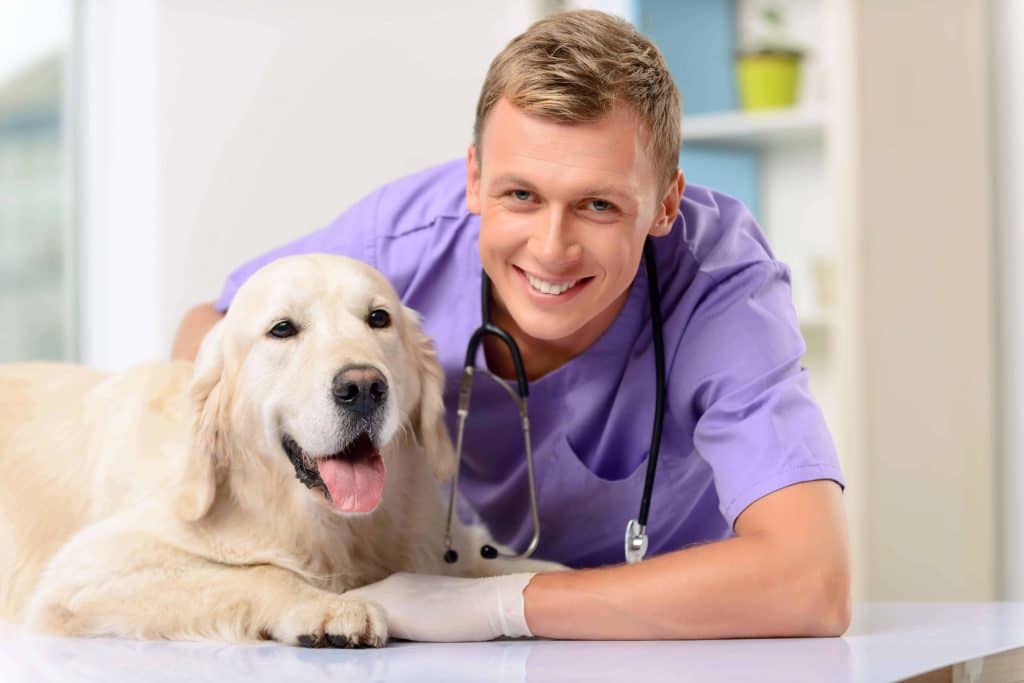 What Your Dog Really Needs For Optimal Health