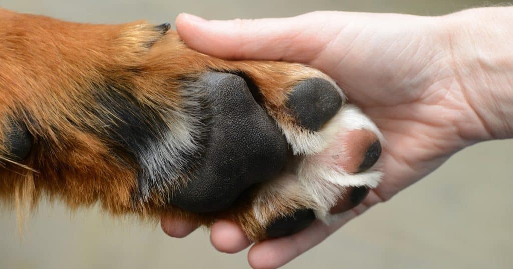 Guide To Caring For Your Dog's Paws