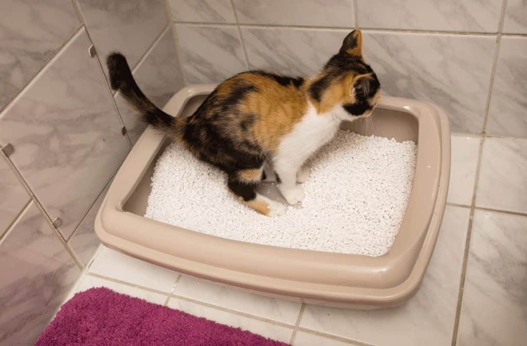 Common Digestive Issues In Cats