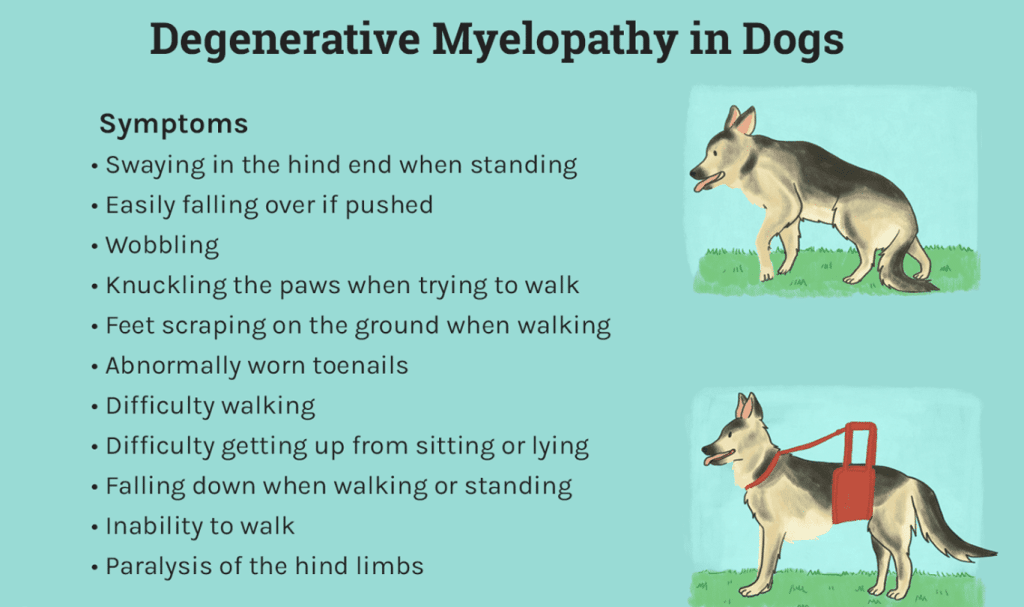 Rare Dog Diseases: Awareness and Prevention Strategies