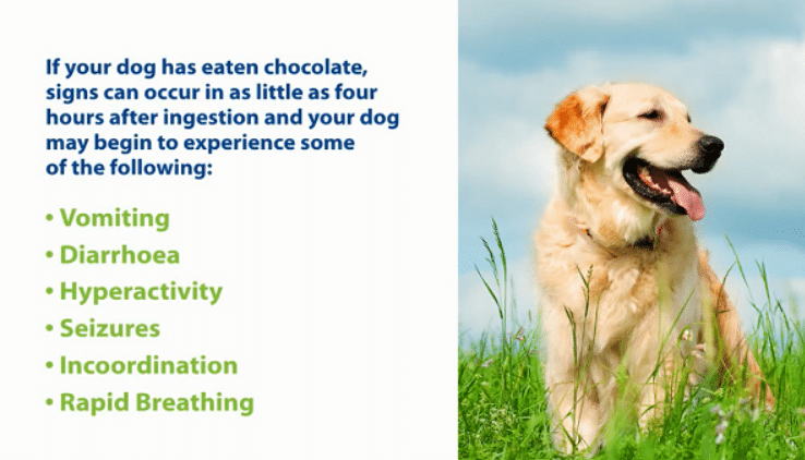 Everything You Need To Know About Chocolate Poisoning In Dogs