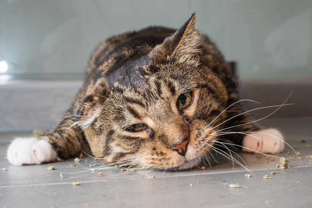 Why Do Cats Love Catnip?