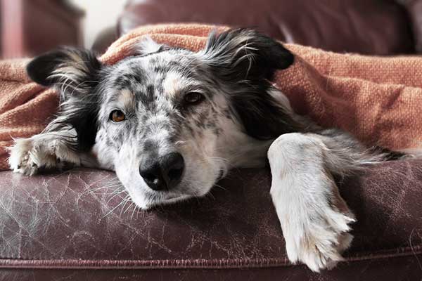 Dealing With Common Digestive Issues in Dogs