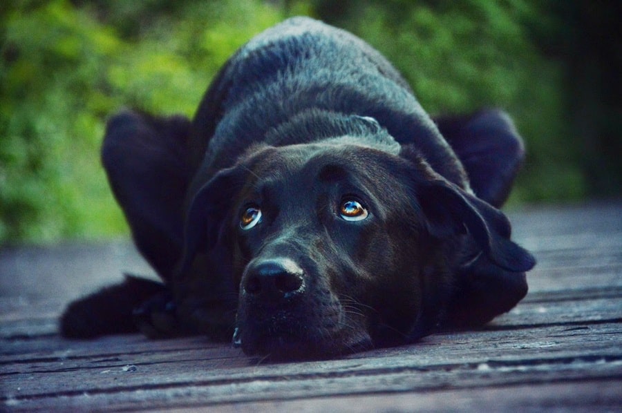 Integrating Alternative Therapies In Dog Care