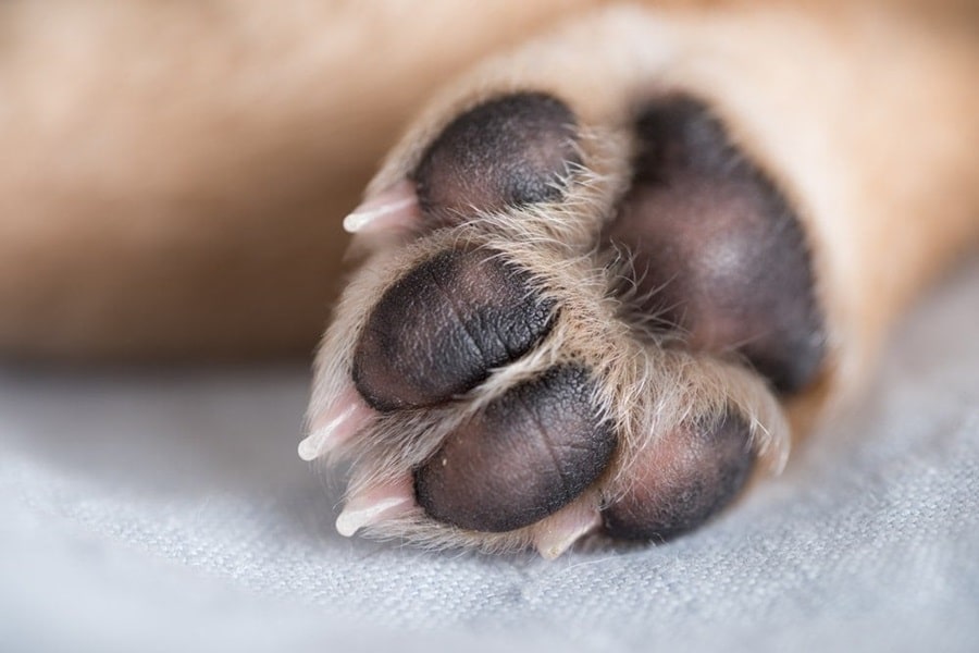 Guide To Caring For Your Dog's Paws