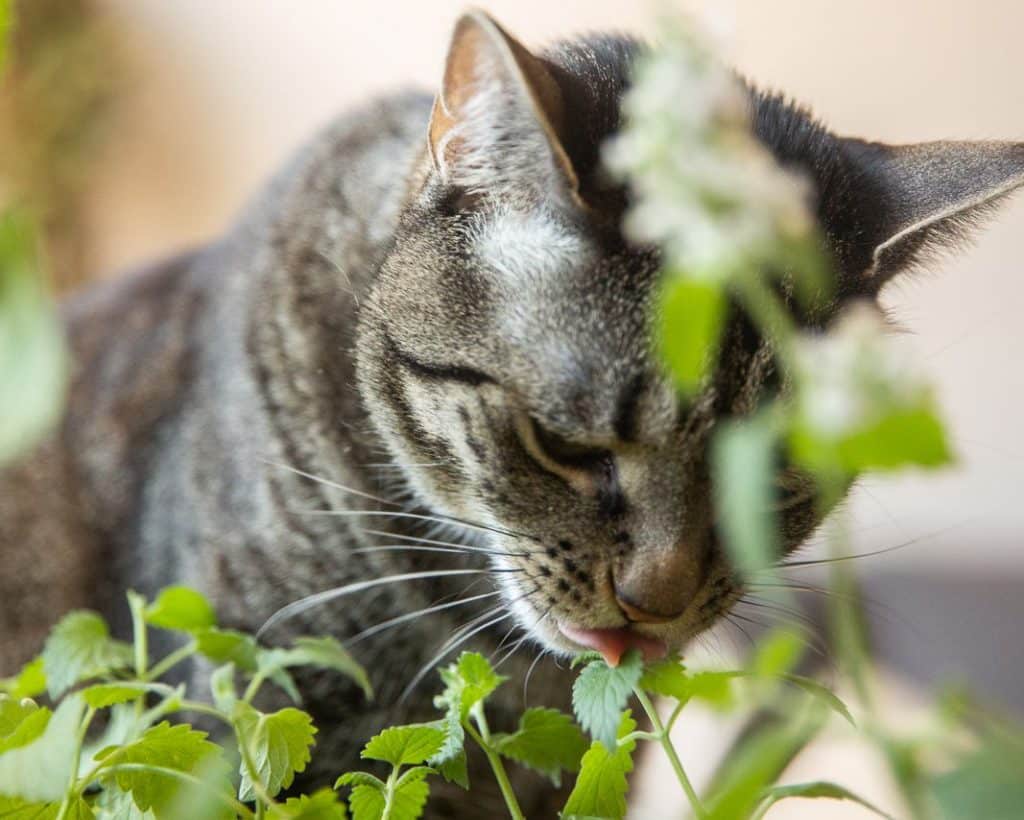 Why Do Cats Love Catnip?