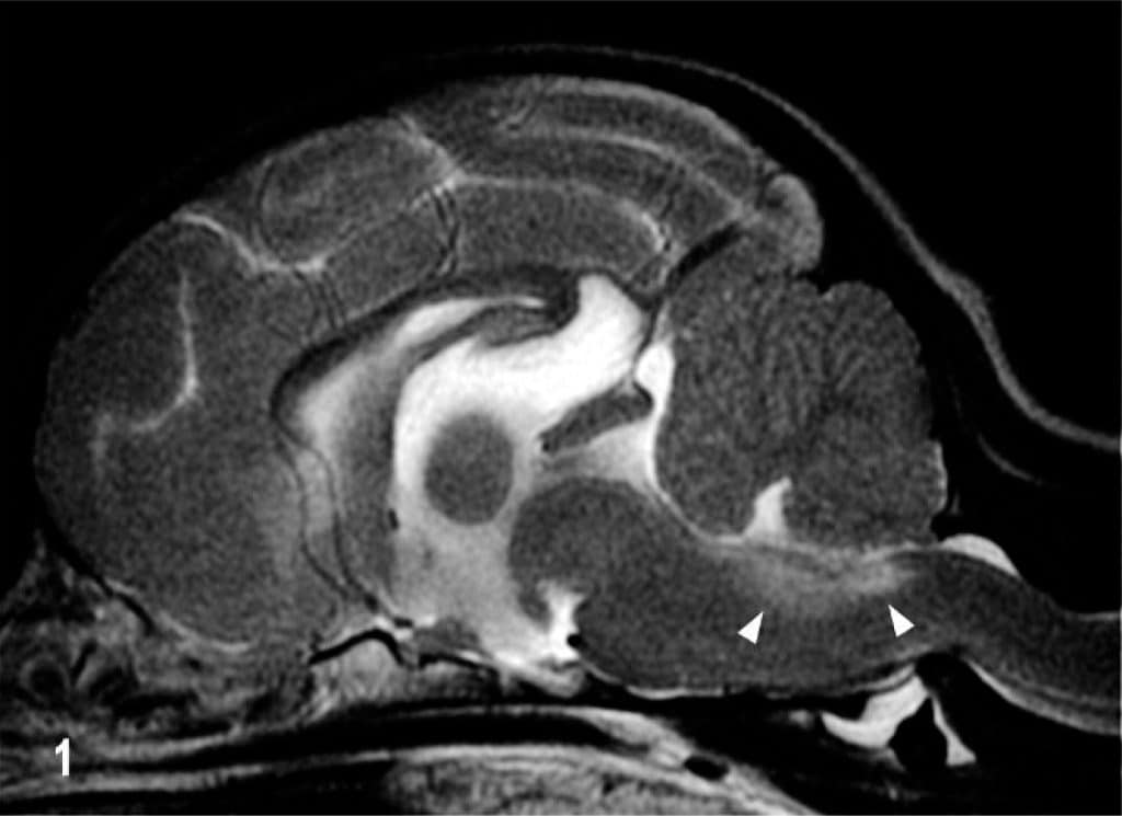 Rare Dog Diseases: Awareness and Prevention Strategies