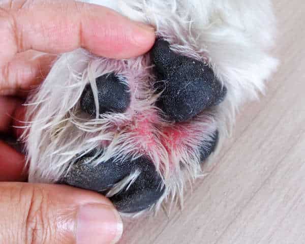 Guide To Caring For Your Dog's Paws