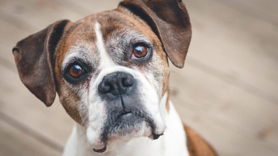 Understanding Dog Vaccinations and Health Checks