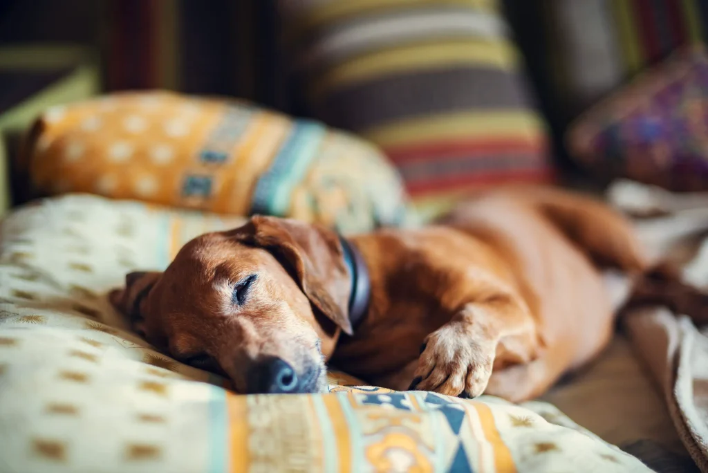 Dealing With Common Digestive Issues in Dogs