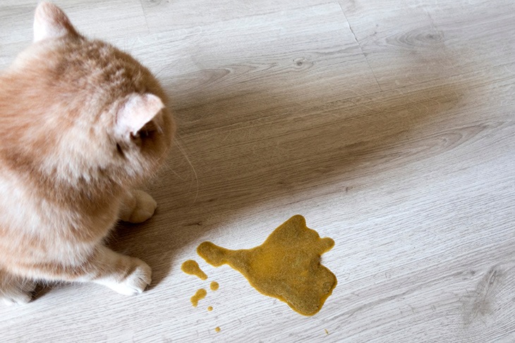 Common Digestive Issues In Cats