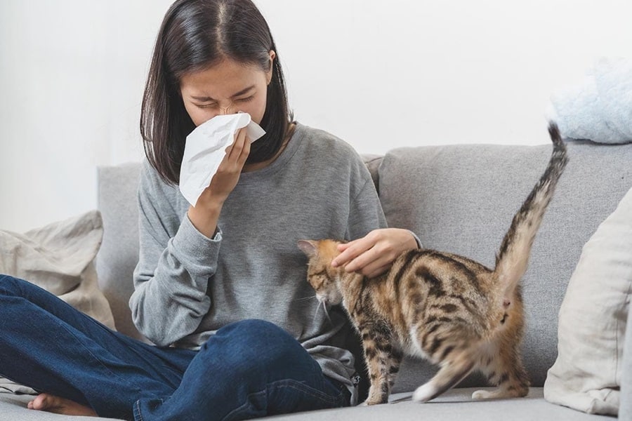 The Truth About Cat Allergies: Myths, Facts, and Solutions