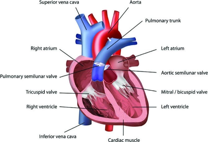 Exploring Your Dog's Heart Health: Insights for Pet Owners