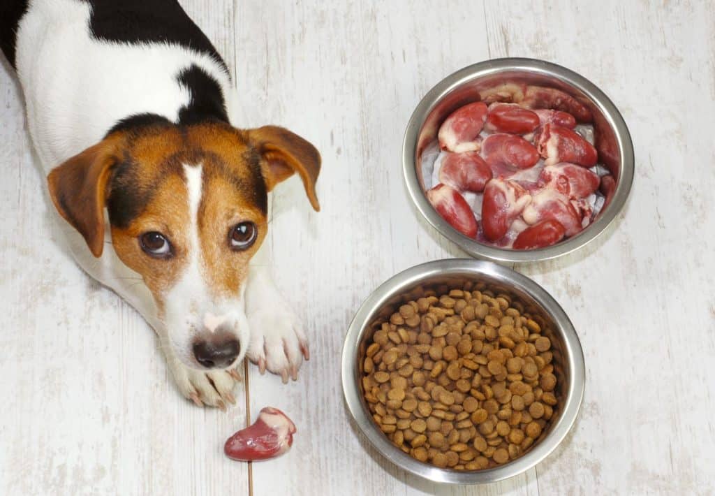 How Does Your Pet's Diet Influence Their Behavior?
