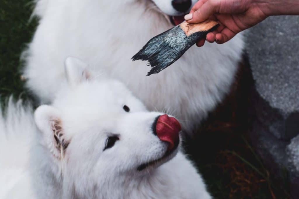 How Does Your Pet's Diet Influence Their Behavior?