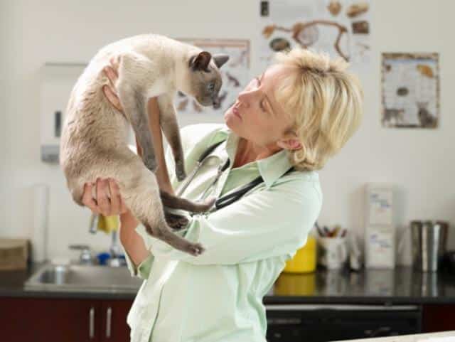 Natural Supplements For Enhancing Pet Immunity