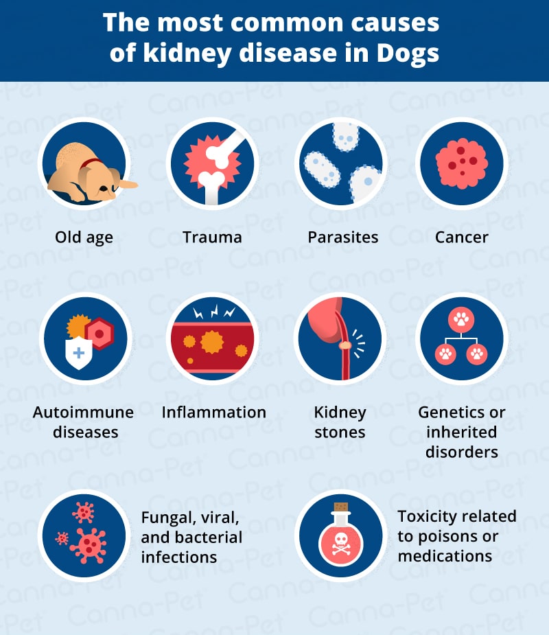 A Closer Look At Canine Kidney Disease