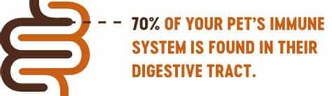 Natural Supplements For Enhancing Pet Immunity