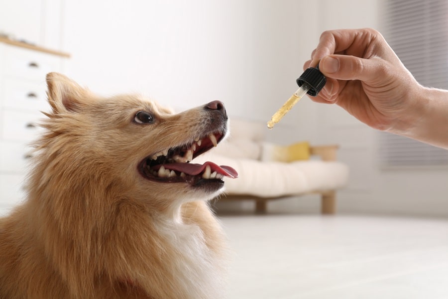 Natural Supplements For Enhancing Pet Immunity
