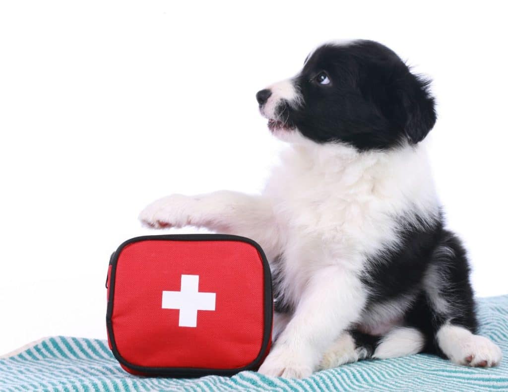 How To Assemble a Dog First Aid Kit