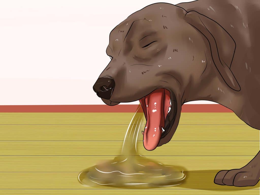 7 Signs of Dehydration in Dogs