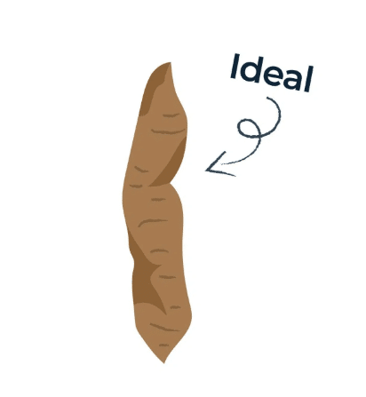 What Your Dog's Waste is Telling You About Their Health