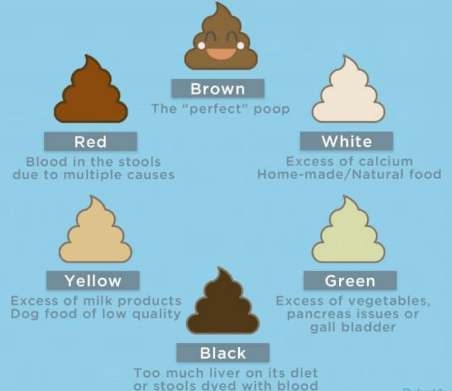 What Your Dog's Waste is Telling You About Their Health