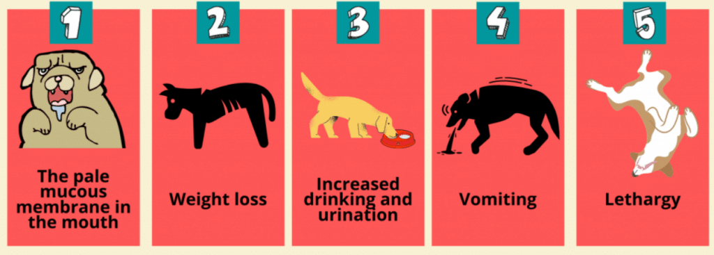 A Closer Look At Canine Kidney Disease