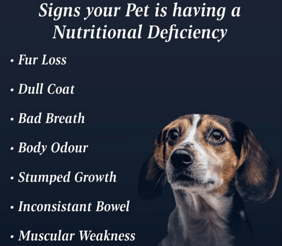 How Does Your Pet's Diet Influence Their Behavior?