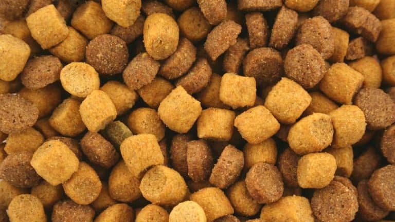 How Does Your Pet's Diet Influence Their Behavior?