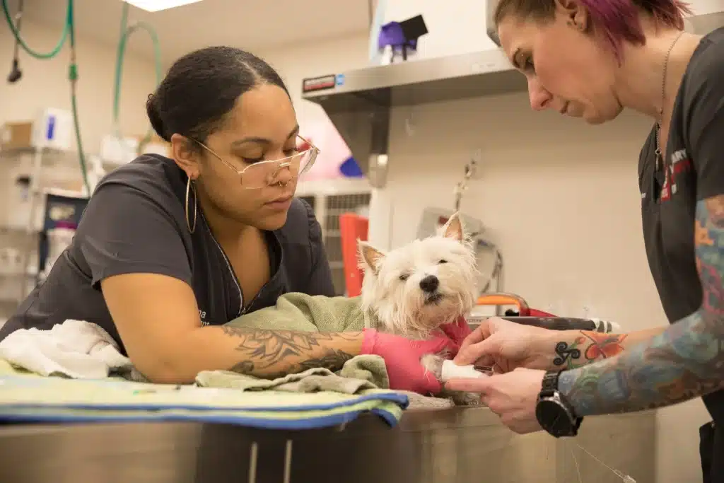 7 Signs of Dehydration in Dogs