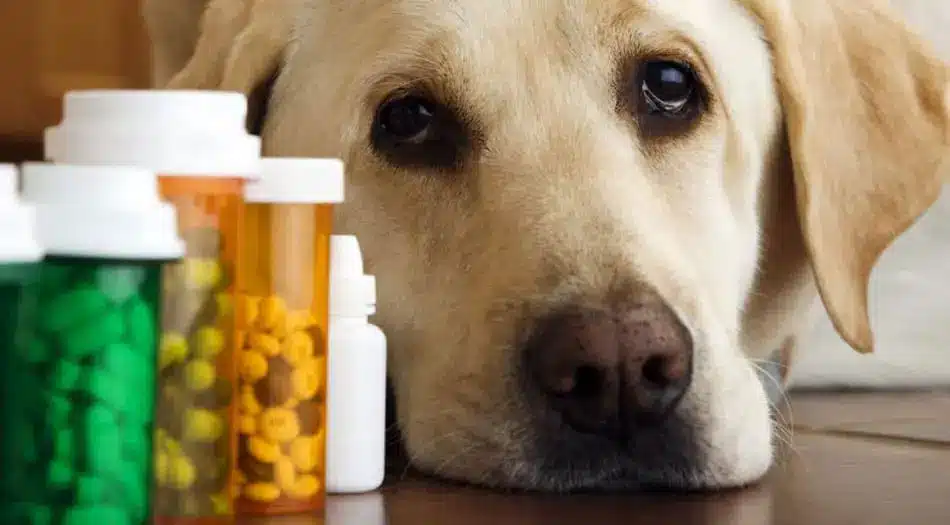 A Closer Look At Canine Kidney Disease