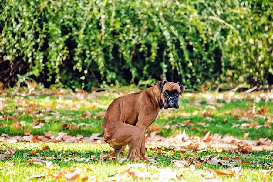 What Your Dog's Waste is Telling You About Their Health