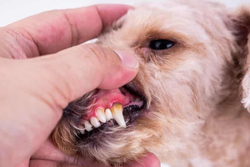 How To Spot Dental Disease In Dogs