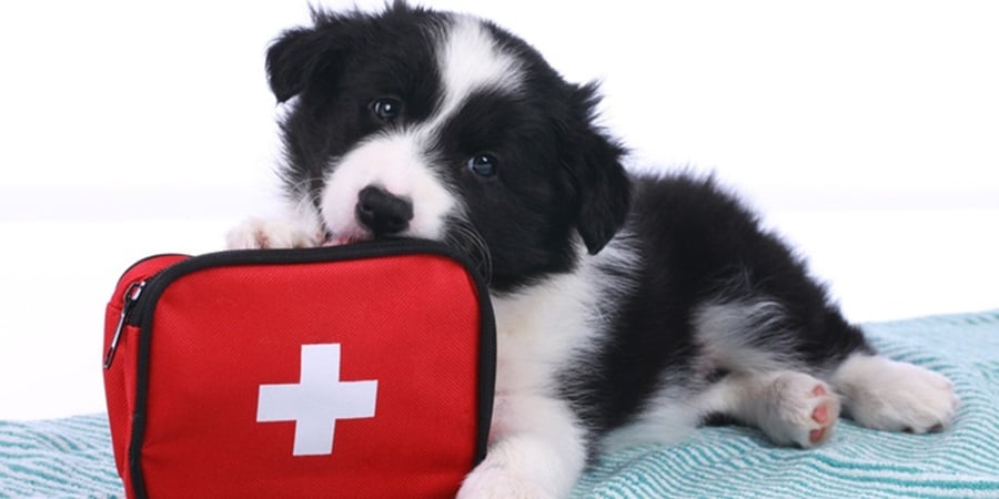 How To Assemble a Dog First Aid Kit