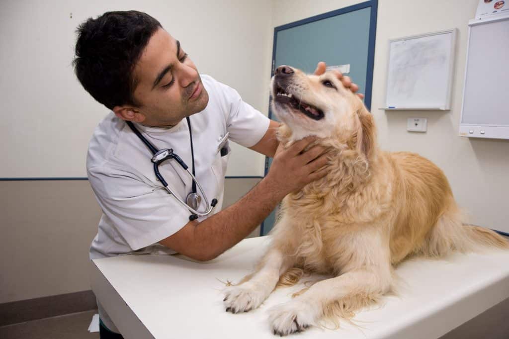 How To Spot Dental Disease In Dogs