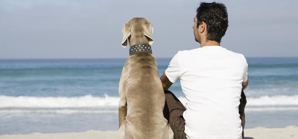 Can Pets Truly Understand Human Emotions?