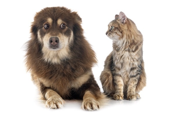 Multi-Pet Households