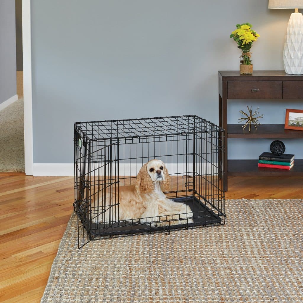 8 Must-Have Products for New Dog Owners
