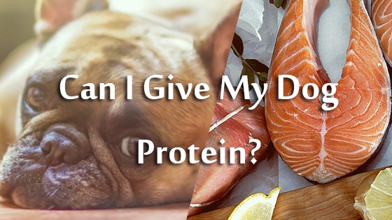 Debunking Pet Food Myths: What You Need to Know