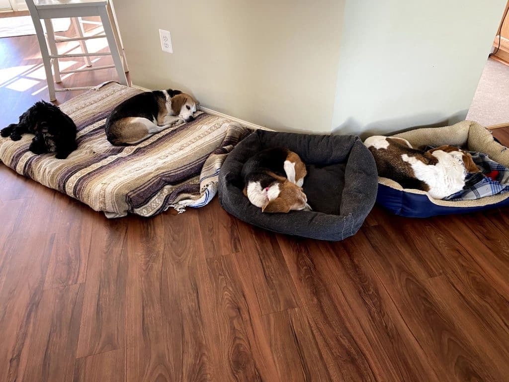 Coping With The Challenges Of A Disabled Pet