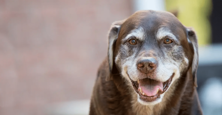 7 Signs of Aging Every Dog Owner Should Know
