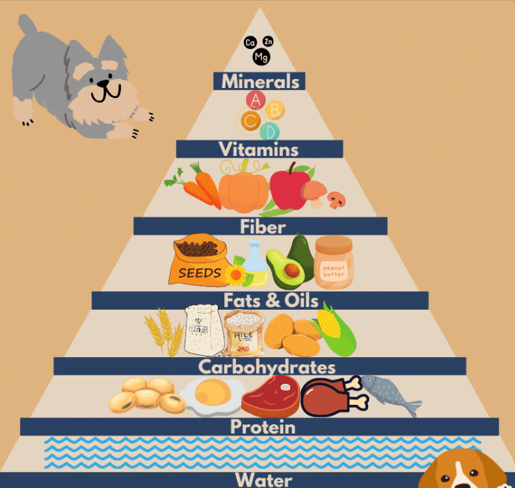 The Truth About Grain-Free Diets for Dogs
