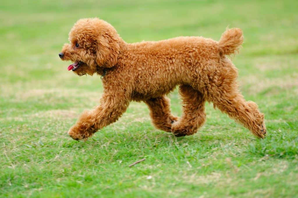 Understanding Pet Allergies: Causes, Symptoms, And Treatments
