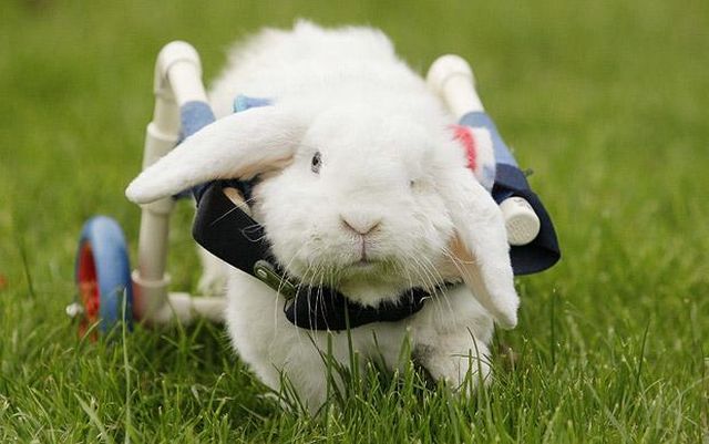 Coping With The Challenges Of A Disabled Pet