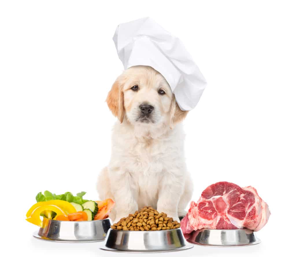 The Truth About Grain-Free Diets for Dogs