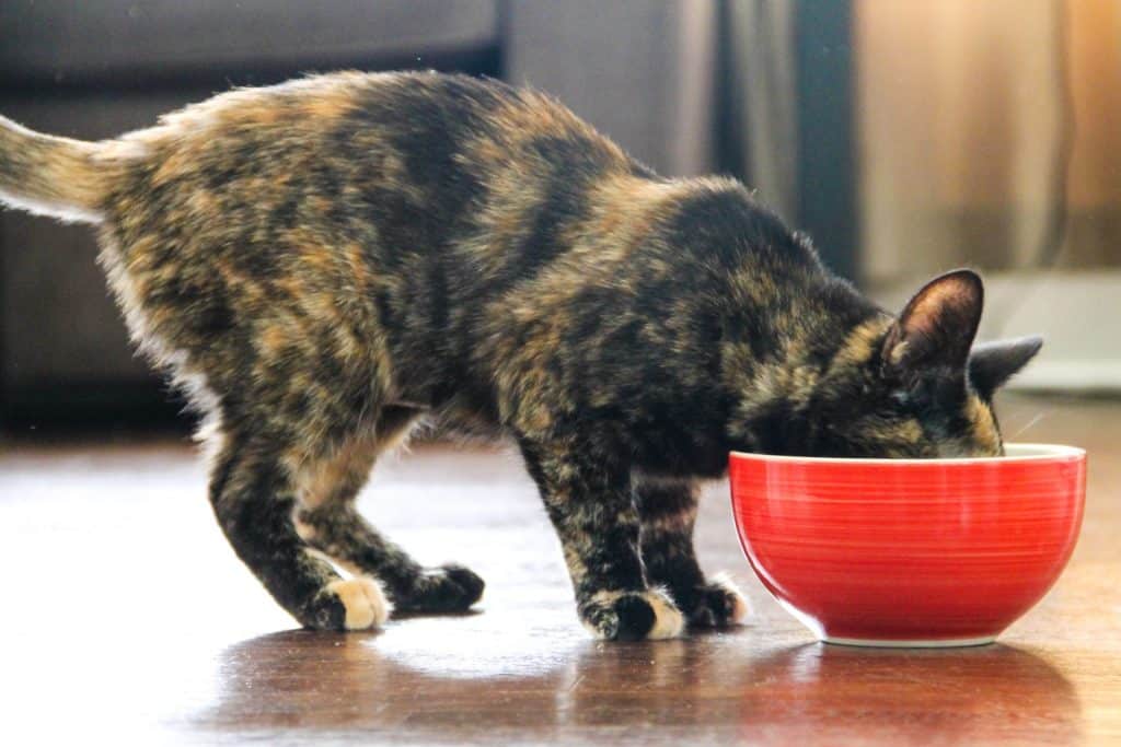 Planning Your Pet's Diet: A Nutritional Framework