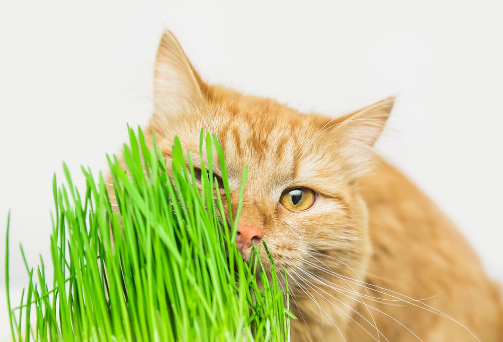 Creating A Pet-Friendly Garden: Plants To Avoid And Include