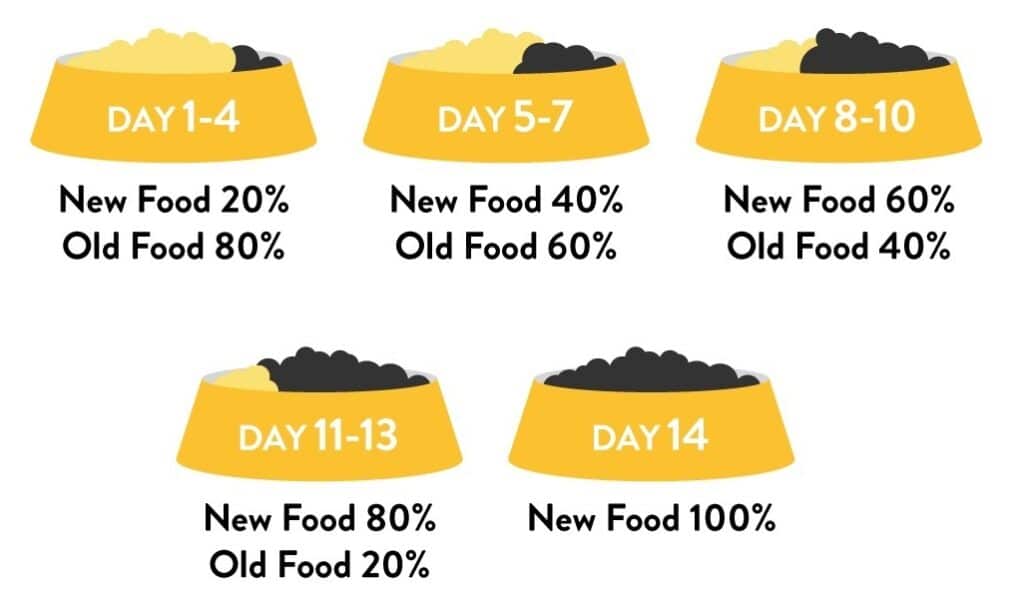 Planning Your Pet's Diet: A Nutritional Framework