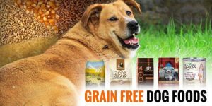 Image showcasing The Truth About Grain-Free Diets for Dogs - PetHealth4You.com